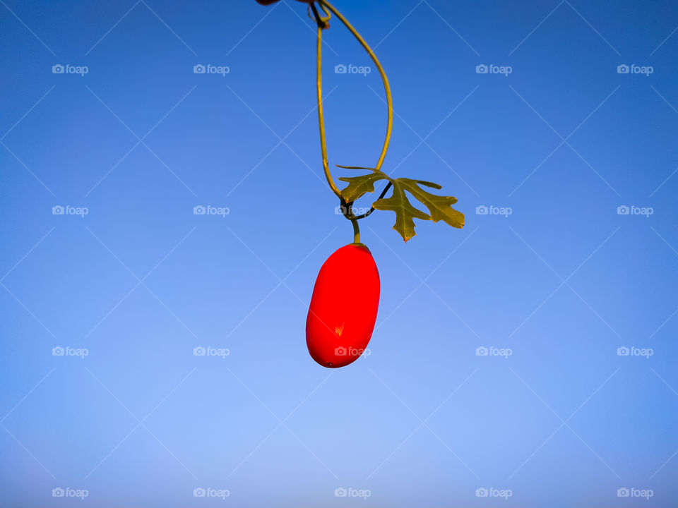 Ripe Ivy gourd, Coccinia grandis, Family Cucurbitaceae from India