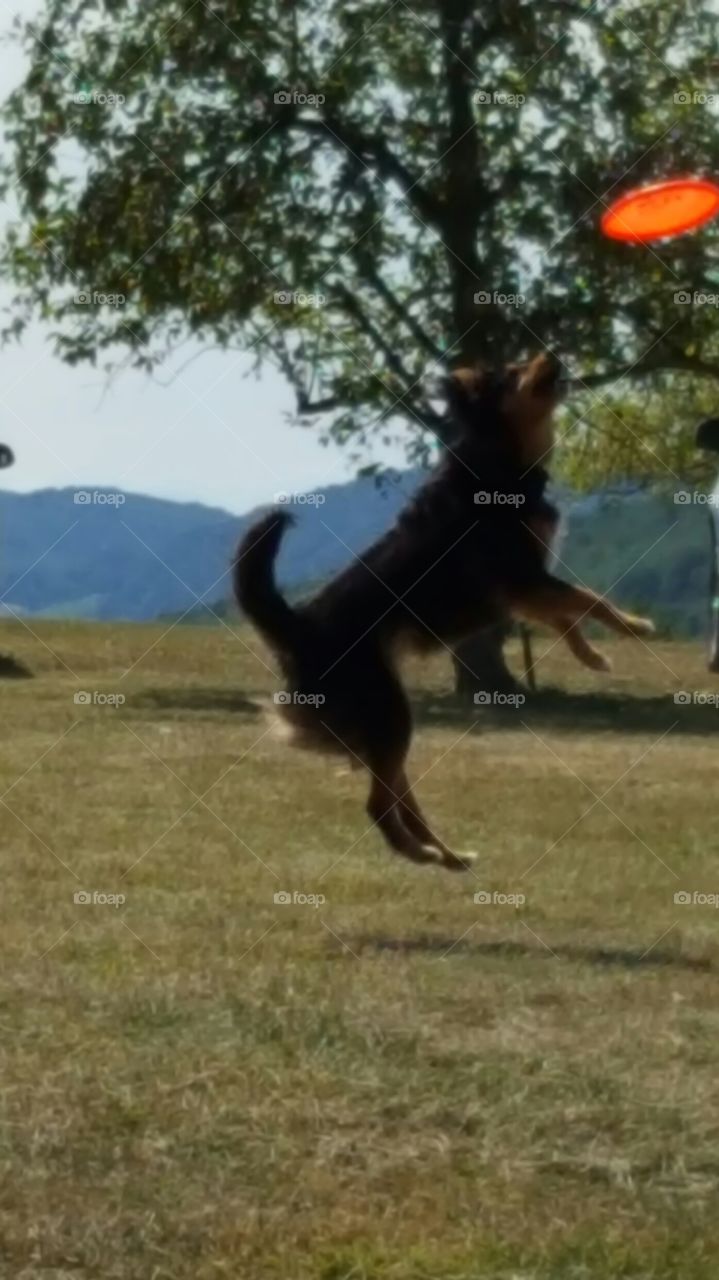 Frisbee with the pup