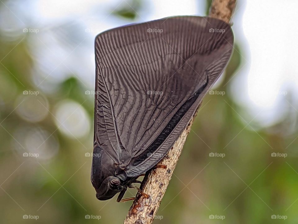 passionvine hopper butterfly perched on a dry stem