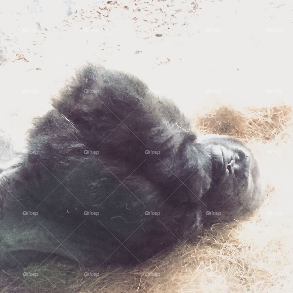 Gorilla nap time