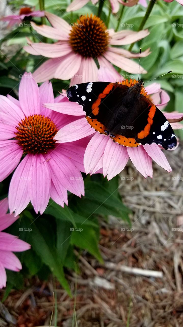 Red admiral butterfly