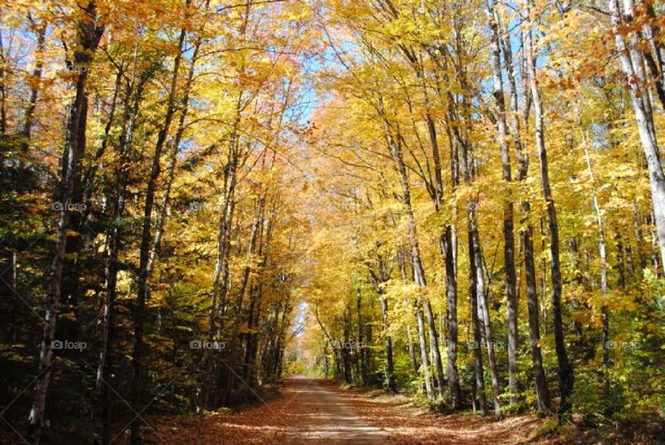 Yellow autumn leaves. Road less travelled