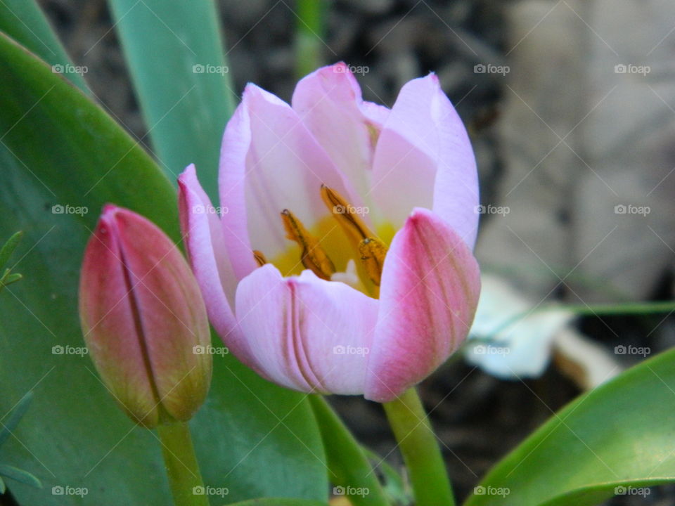 close up of pibk tulip
