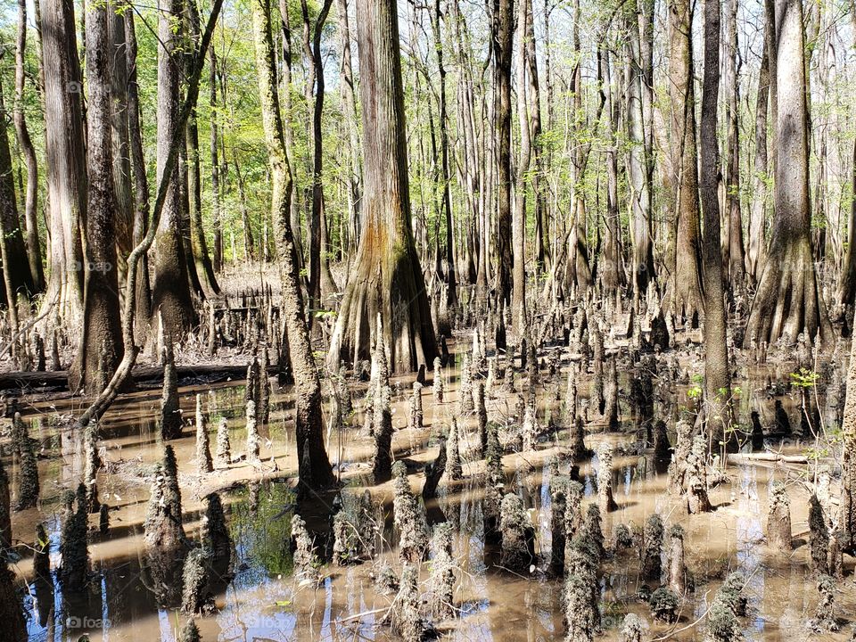 Congaree marsh