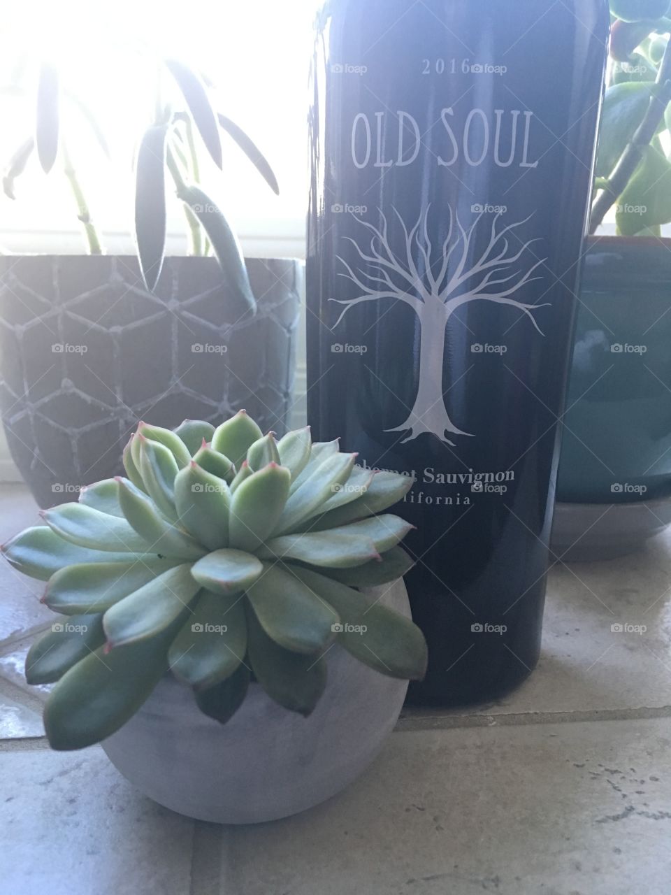 Sweet wine and plant