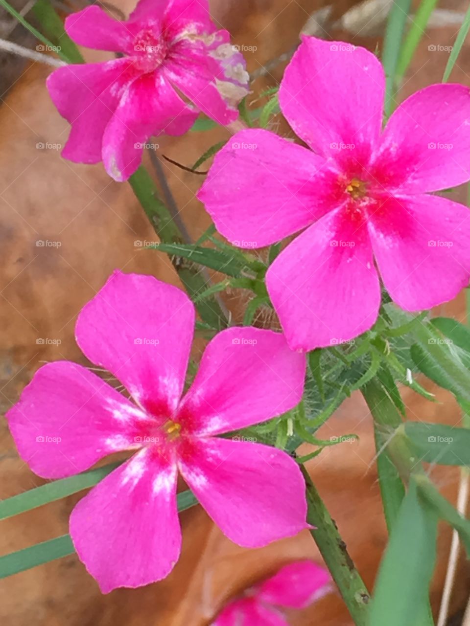 East Texas Pink Flower 