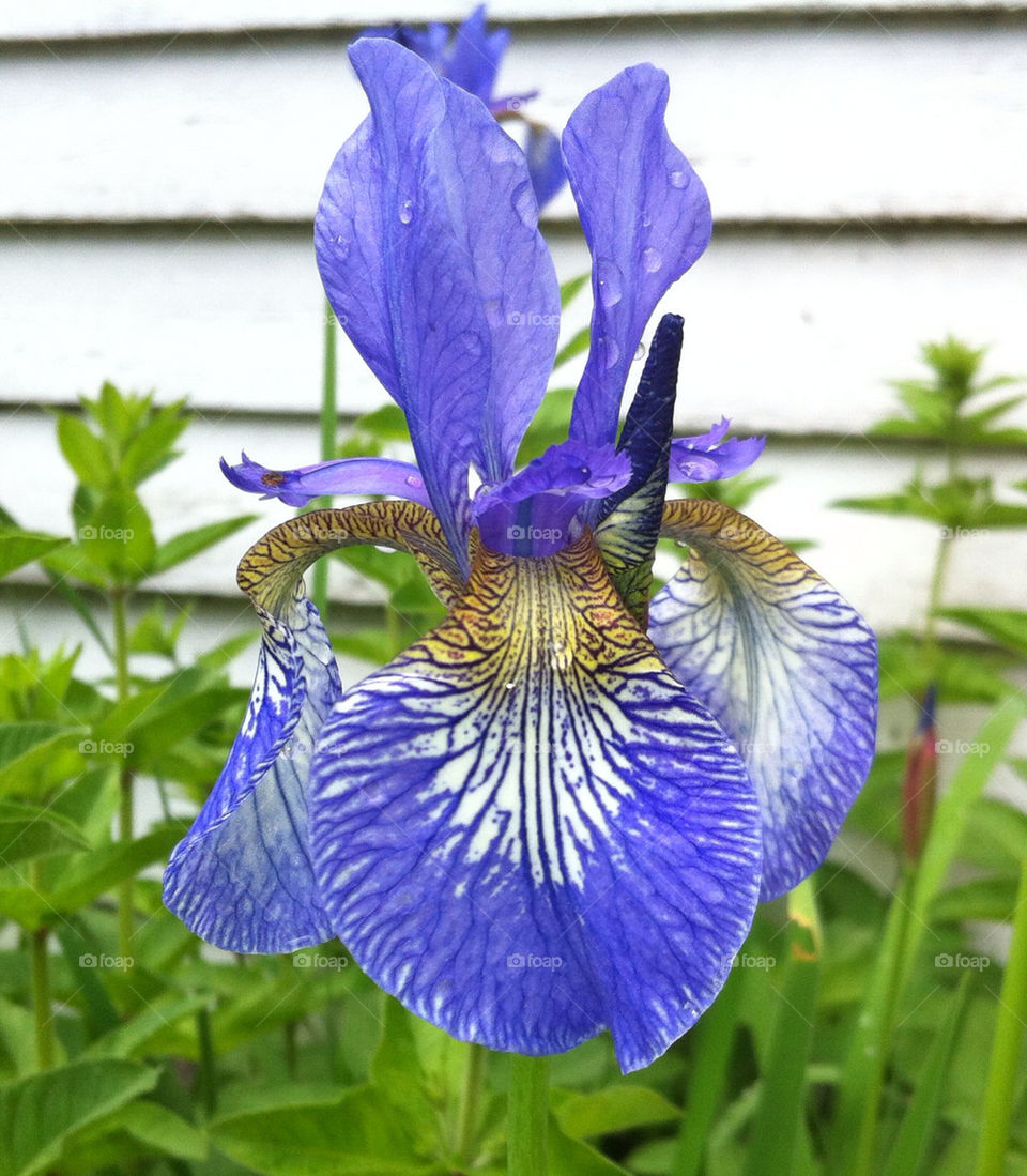 flower iris by kvaggan