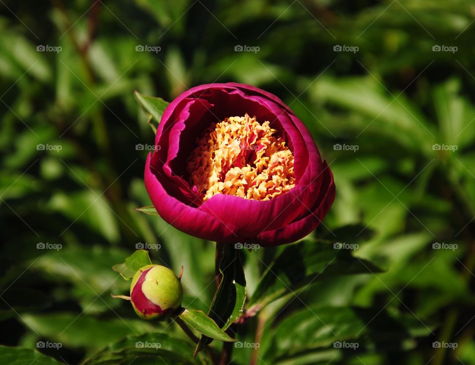 Peony flower 