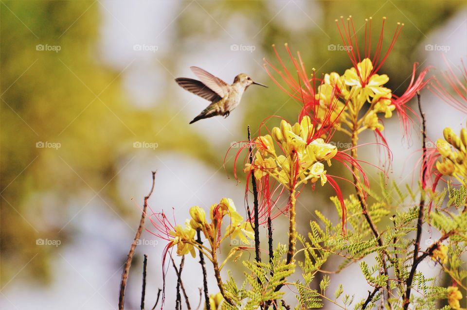hummingbird flying towards a flower