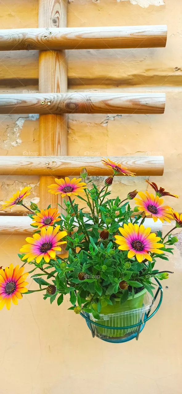Beautiful flowers.