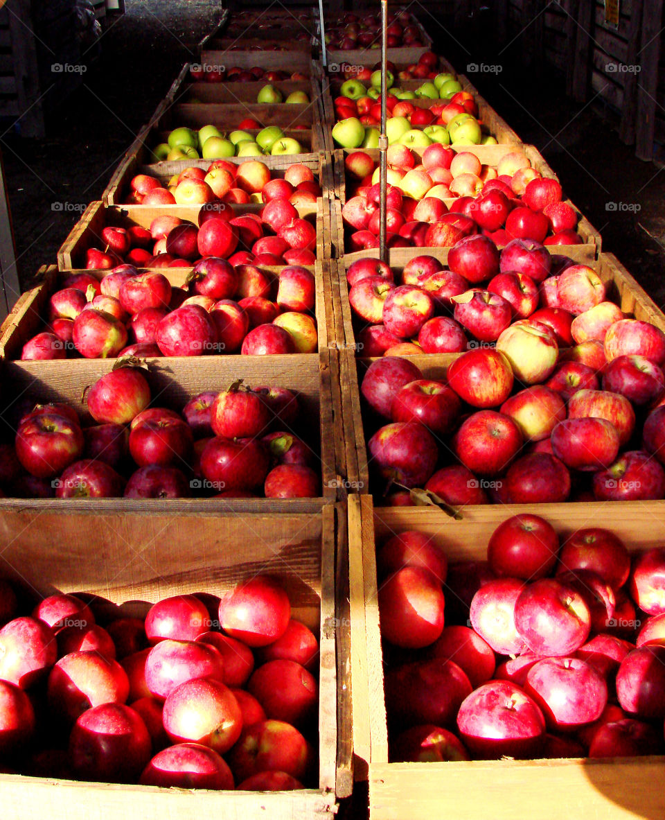 Apples apples 