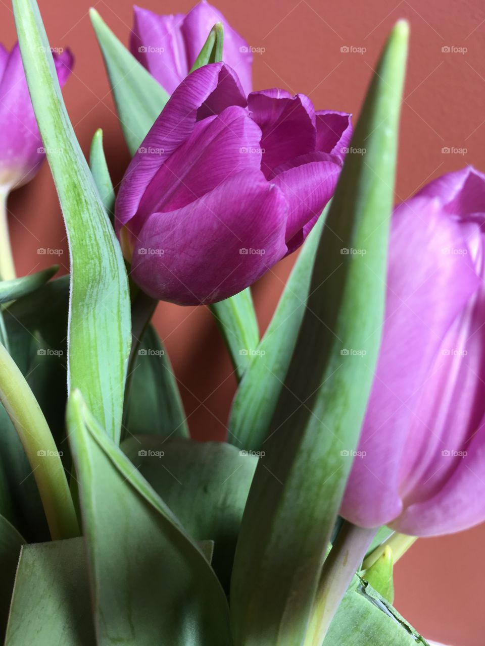 Bouquet of Magenta purple tulips, green leaves terracotta background. Spring flowers