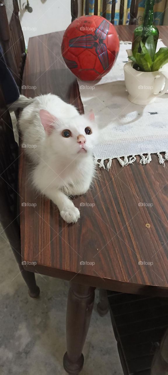 bold colors red and green complementary combination with my cat after his food.