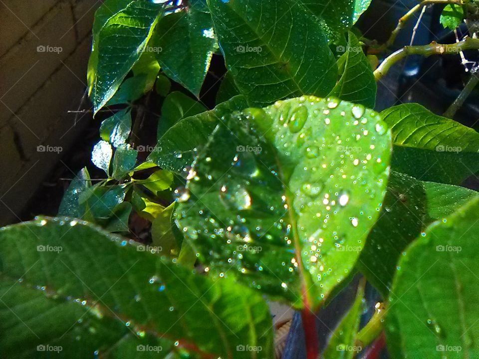 rain on the leaf