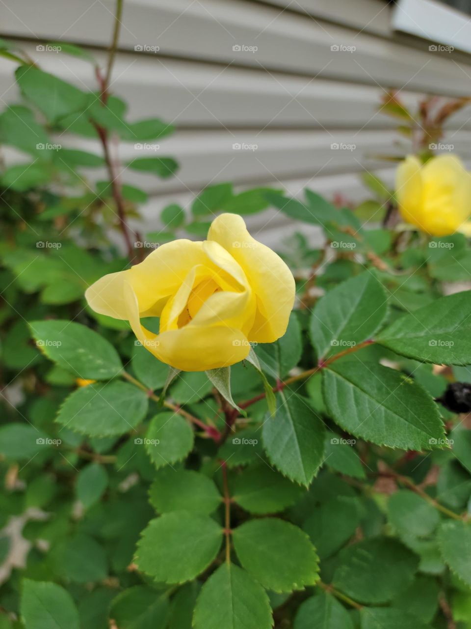 Blooming yellow roses