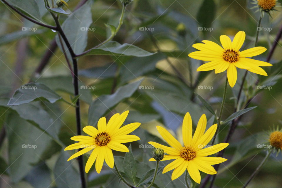 sunflower tree. Natures yellow smiles