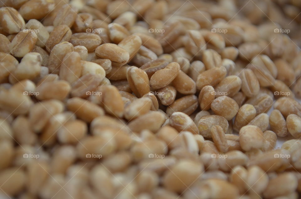 wheat seeds