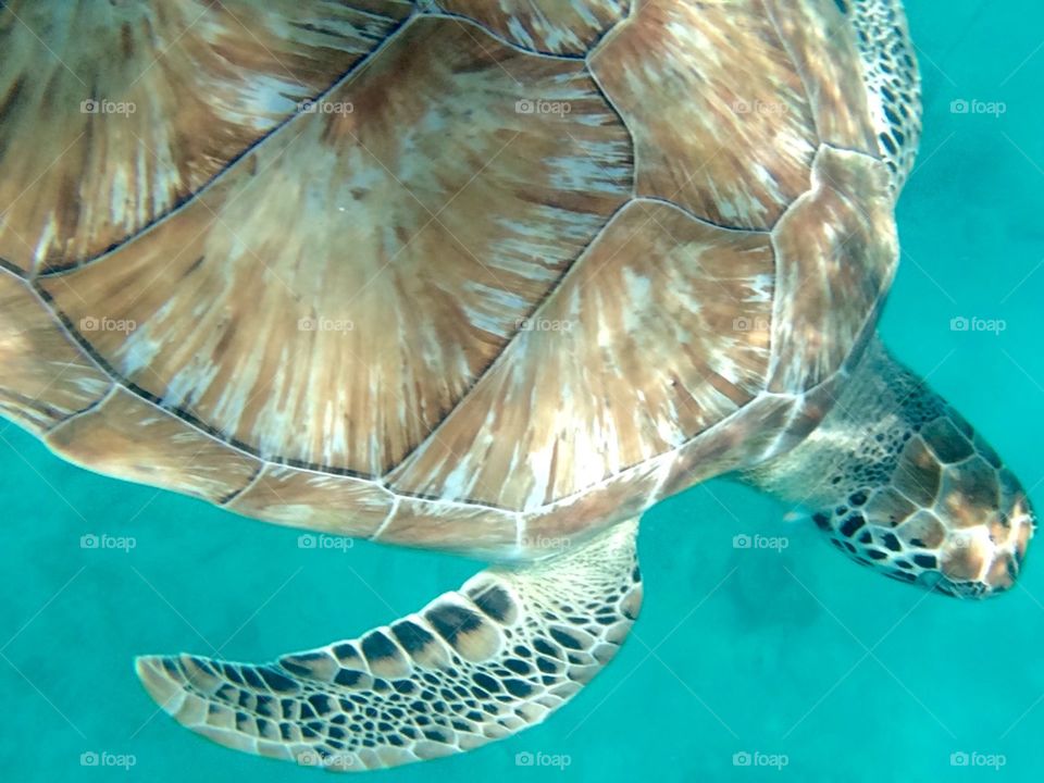 Turtle in Bahamas. Snorkeling in Barbados.  Our boat parked us right in front of Rihanna's home.  A few yards away are these free turtles.