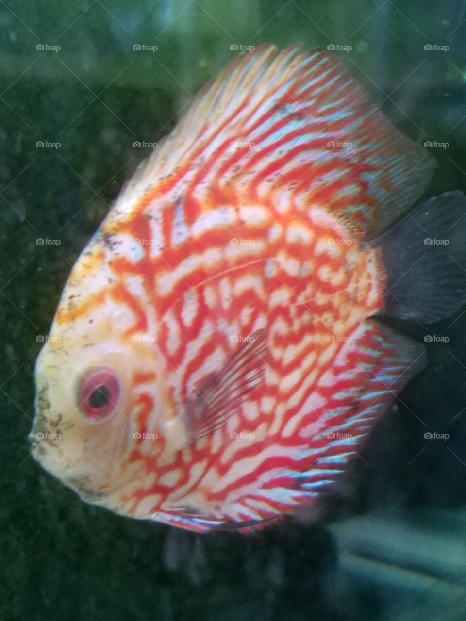 discus fish red