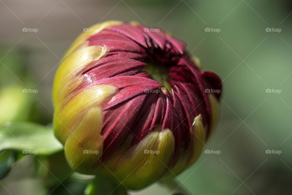 red flower