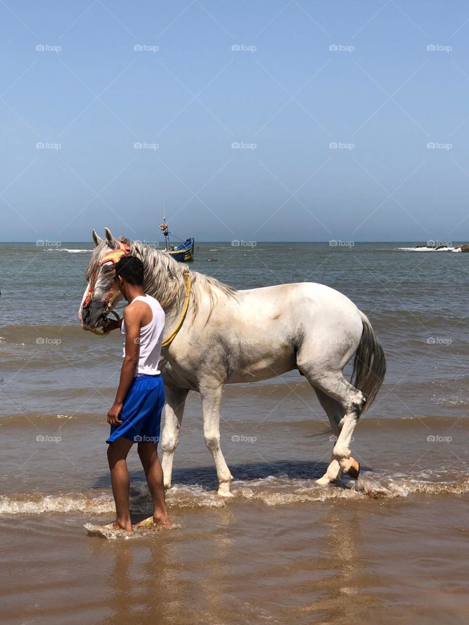 the young man with the white horse near the sea at essaouira in morocco