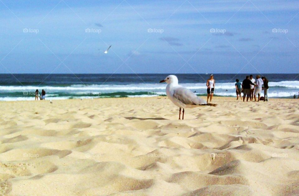 seagull at the sand