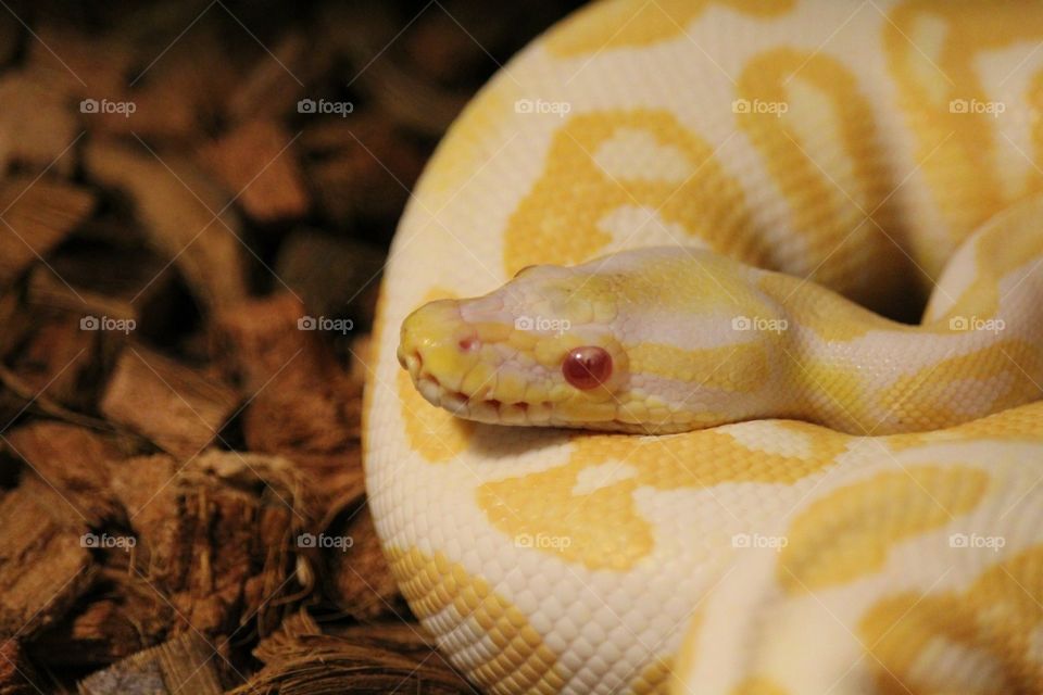 Albino ball python beauty