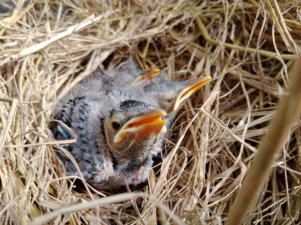 Bird baby