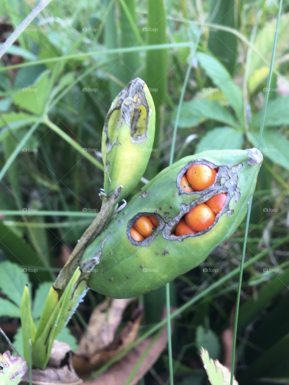 September fruits appearing under the green shell