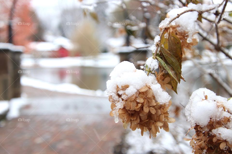 Snow sits upon dried hydrangeas in Winter