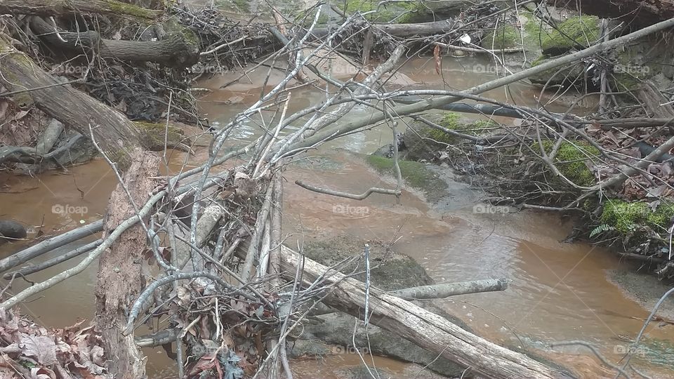 Nature, Water, Wood, Tree, River