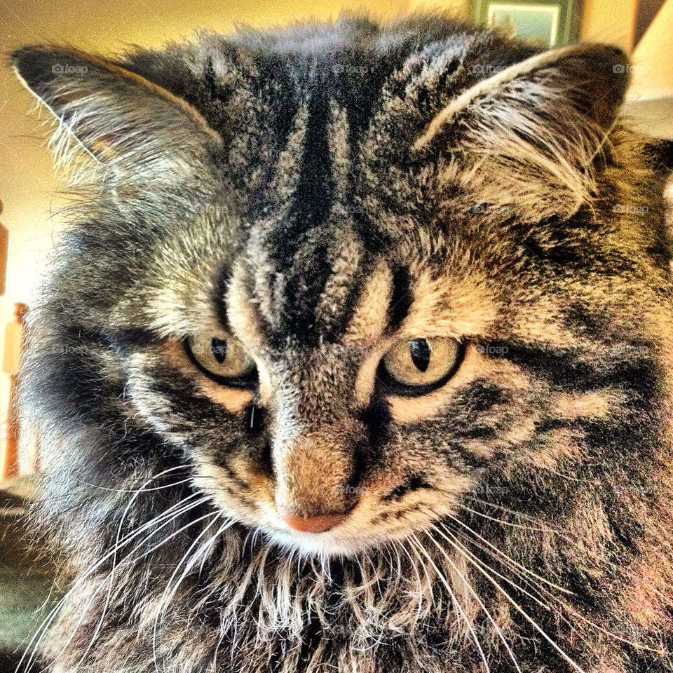 cat cute hungry kitty by stykellee