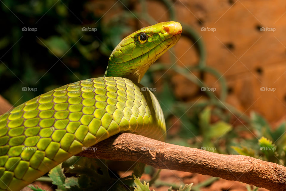 dangerous snake