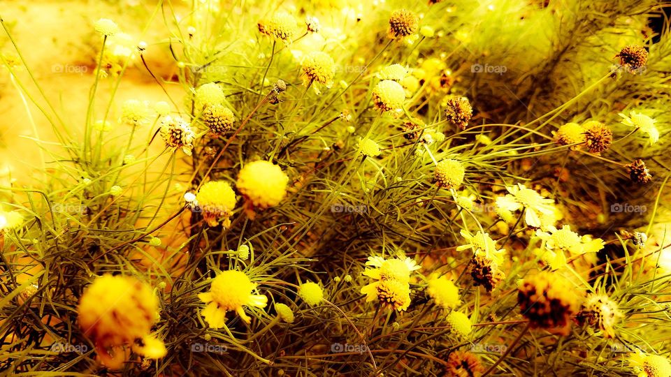 Um dos melhores planos de fundo com plantas floridas naturalmente natural.