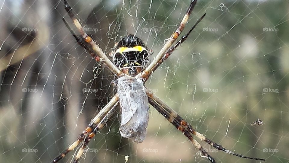 Spider, Arachnid, Spiderweb, Trap, Cobweb