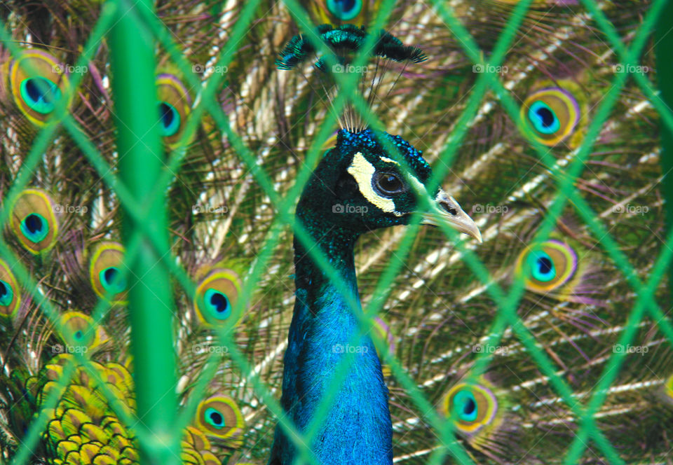 Trapped Inside. A Peacock inside a cage