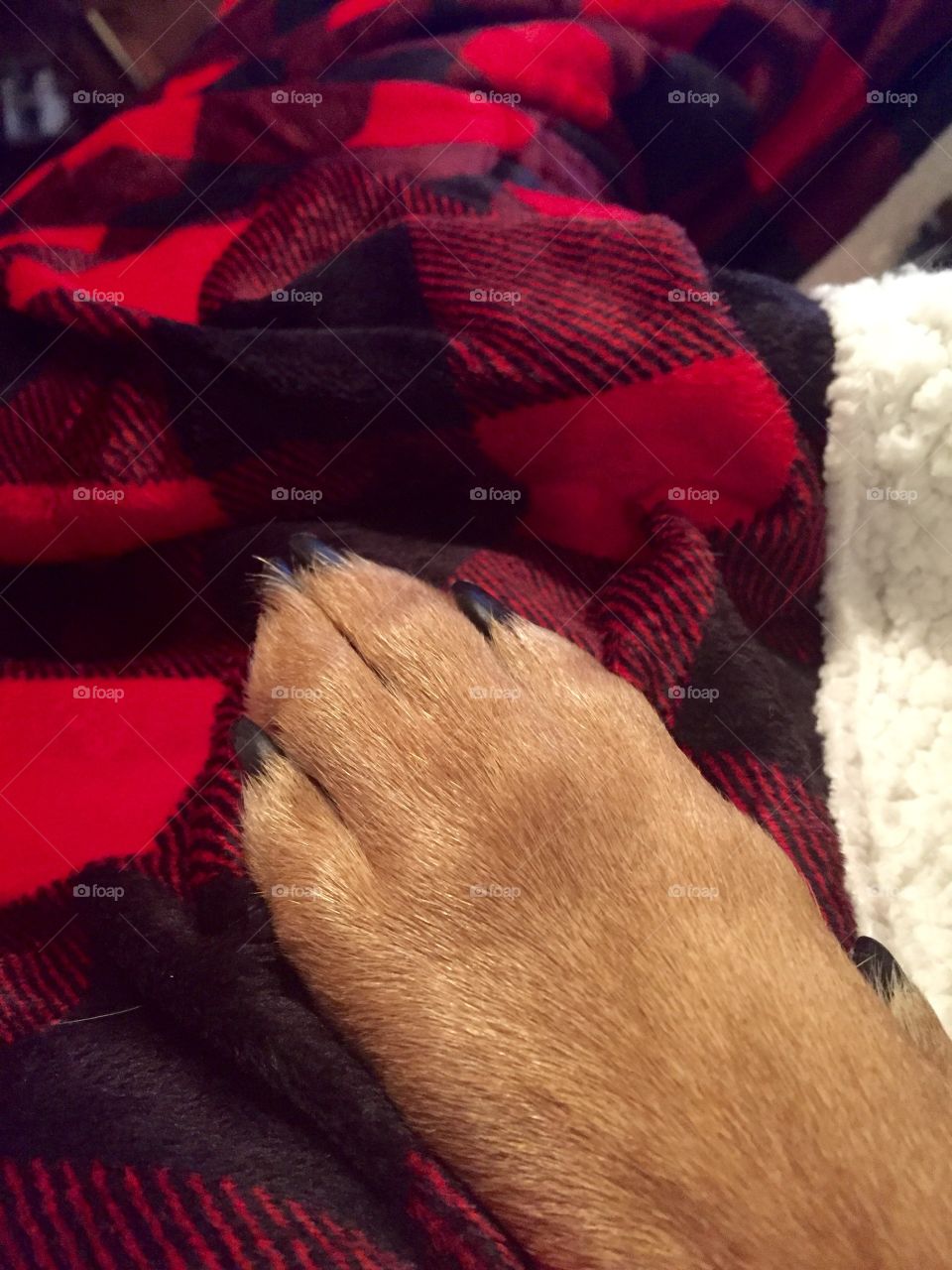 Dog paw blanket flannel