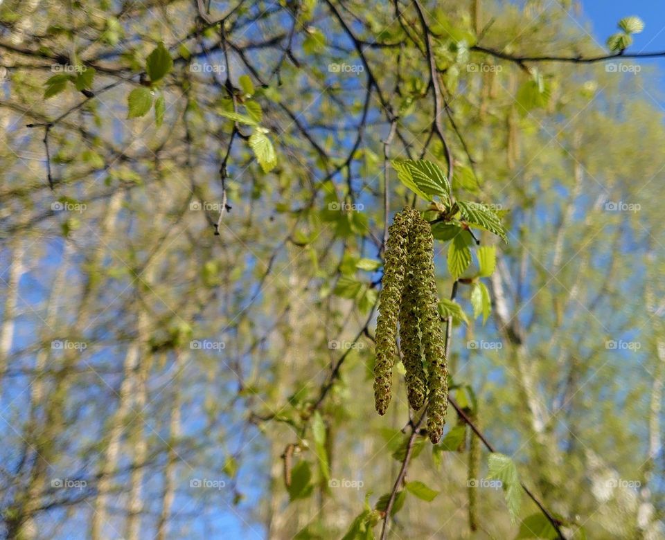 Beginning spring 💚 Plants 💚 Twigs, buds and leaves💚