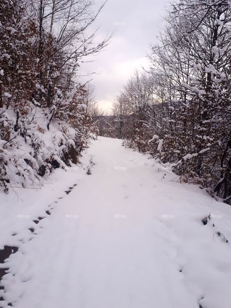 a snow-covered forest