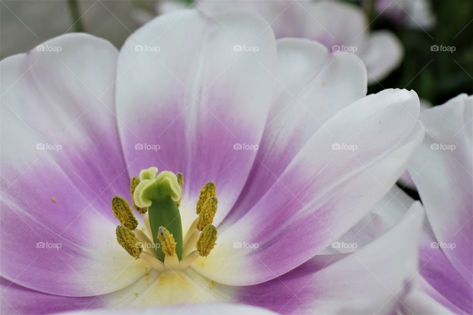 Tulip. Flowers are awesome. Blooming beauty.