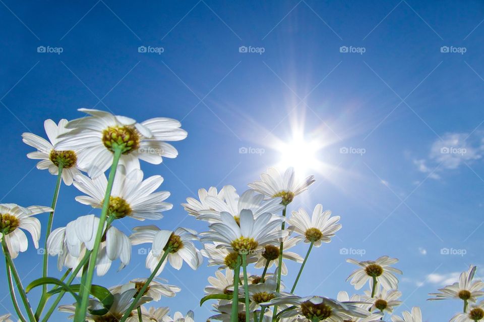 Daisies in the sun