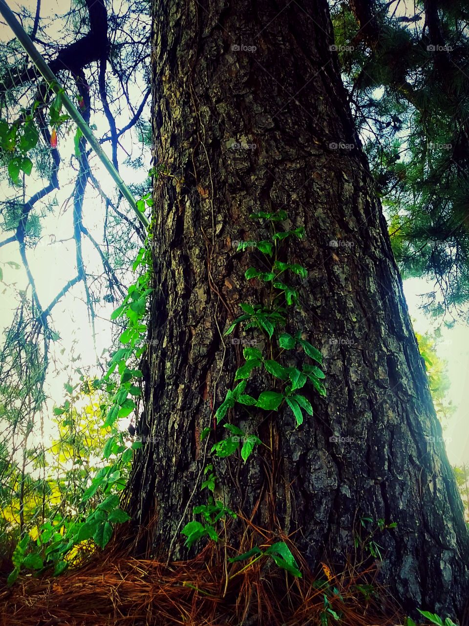 poison ivy tree time