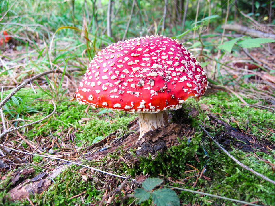 Fly Agaric mushroom (Fliegenpilz)
