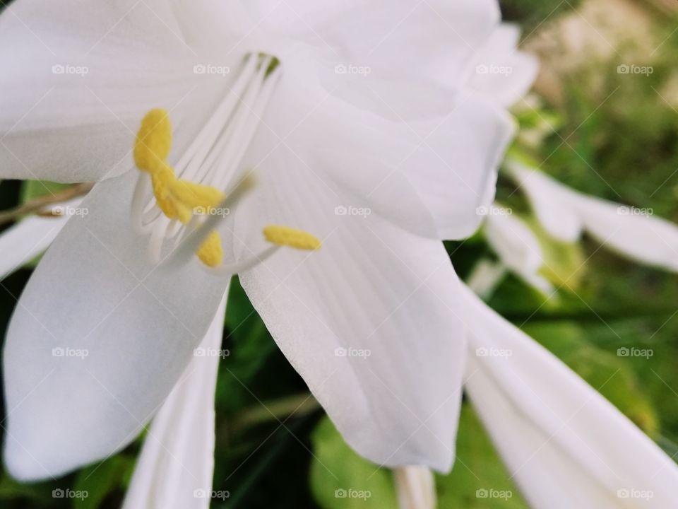 White flower