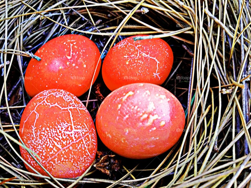 Nest with orange eggs.
