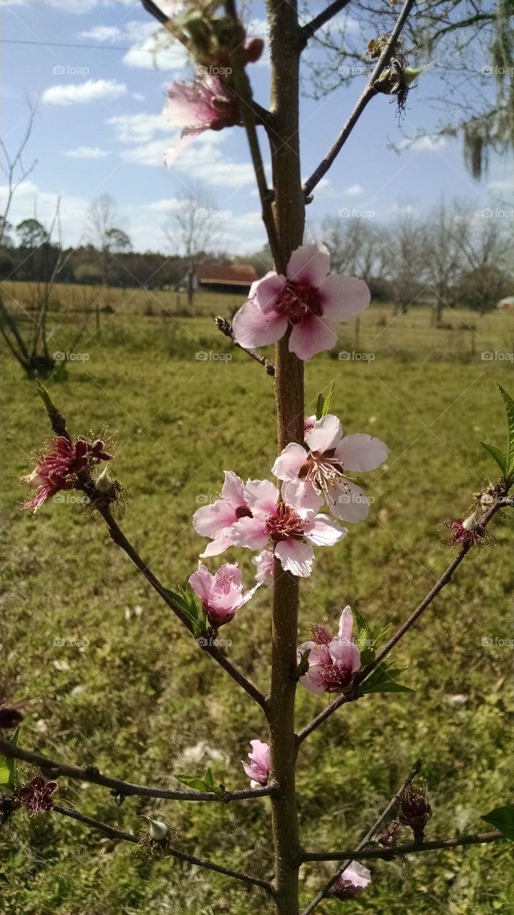Peach Tree Flowering