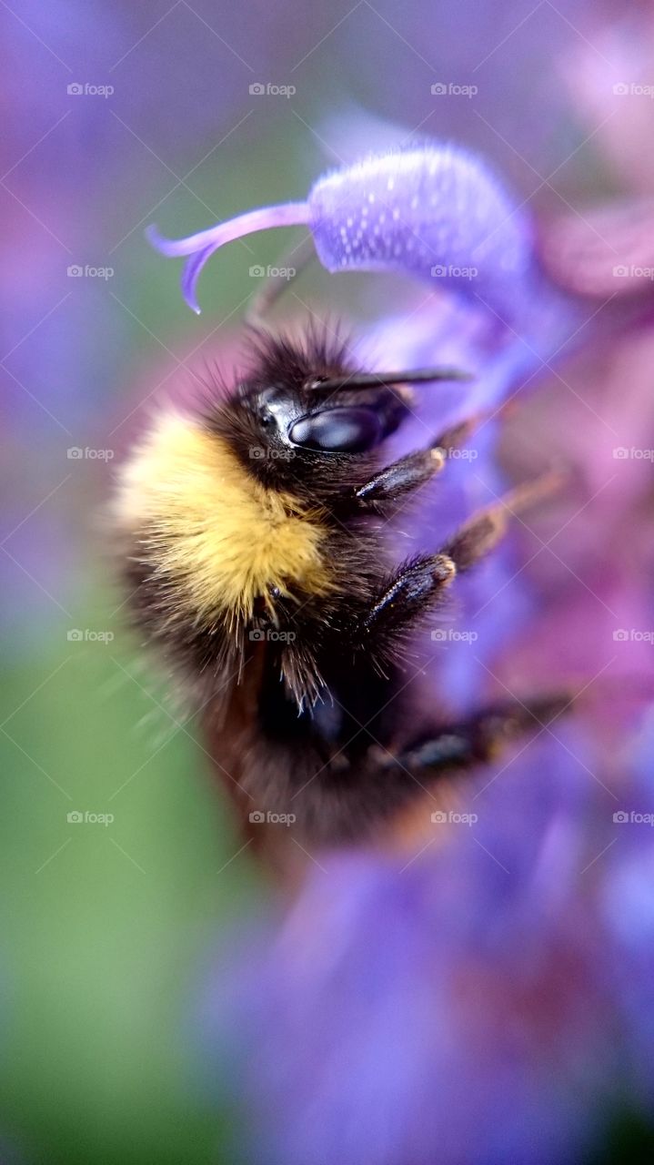 Bumble bee on flower

