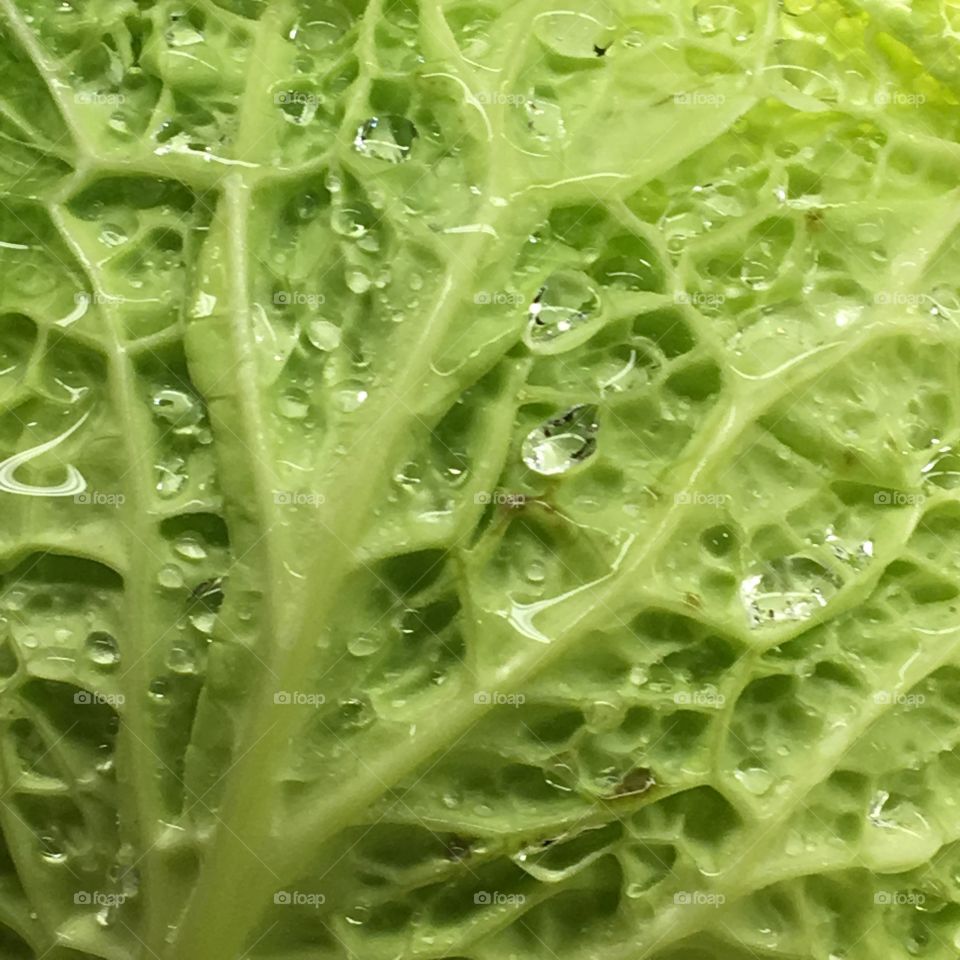 Texture of a lettuce 