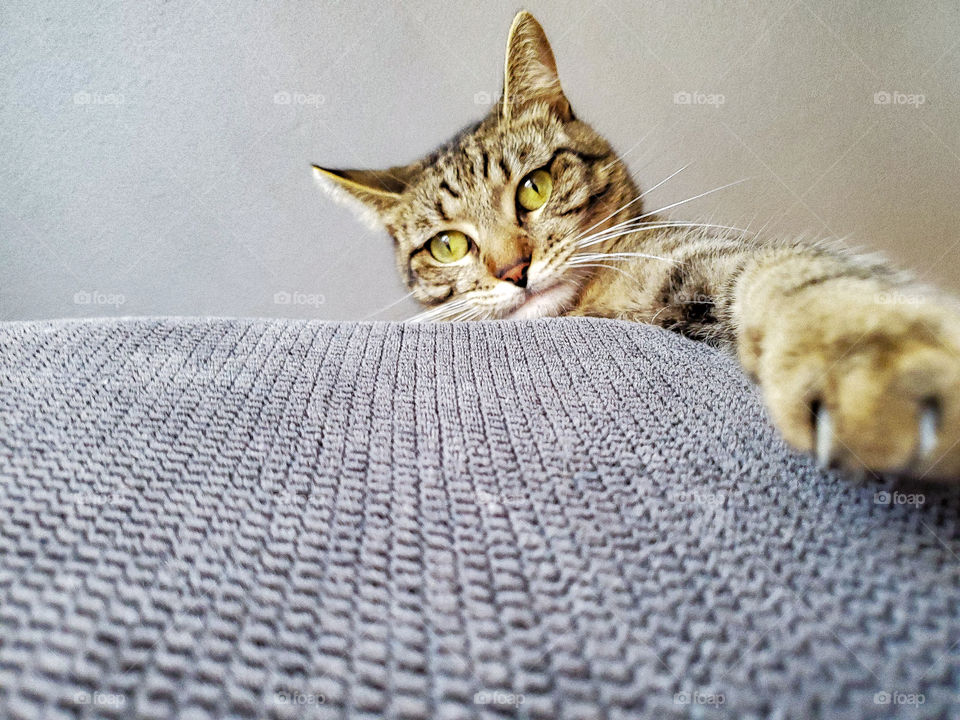 Tabby hunter's eyes reaching with his paw for the kill from the sofa downward.  Perspective from ground level, behind sofa looking up.