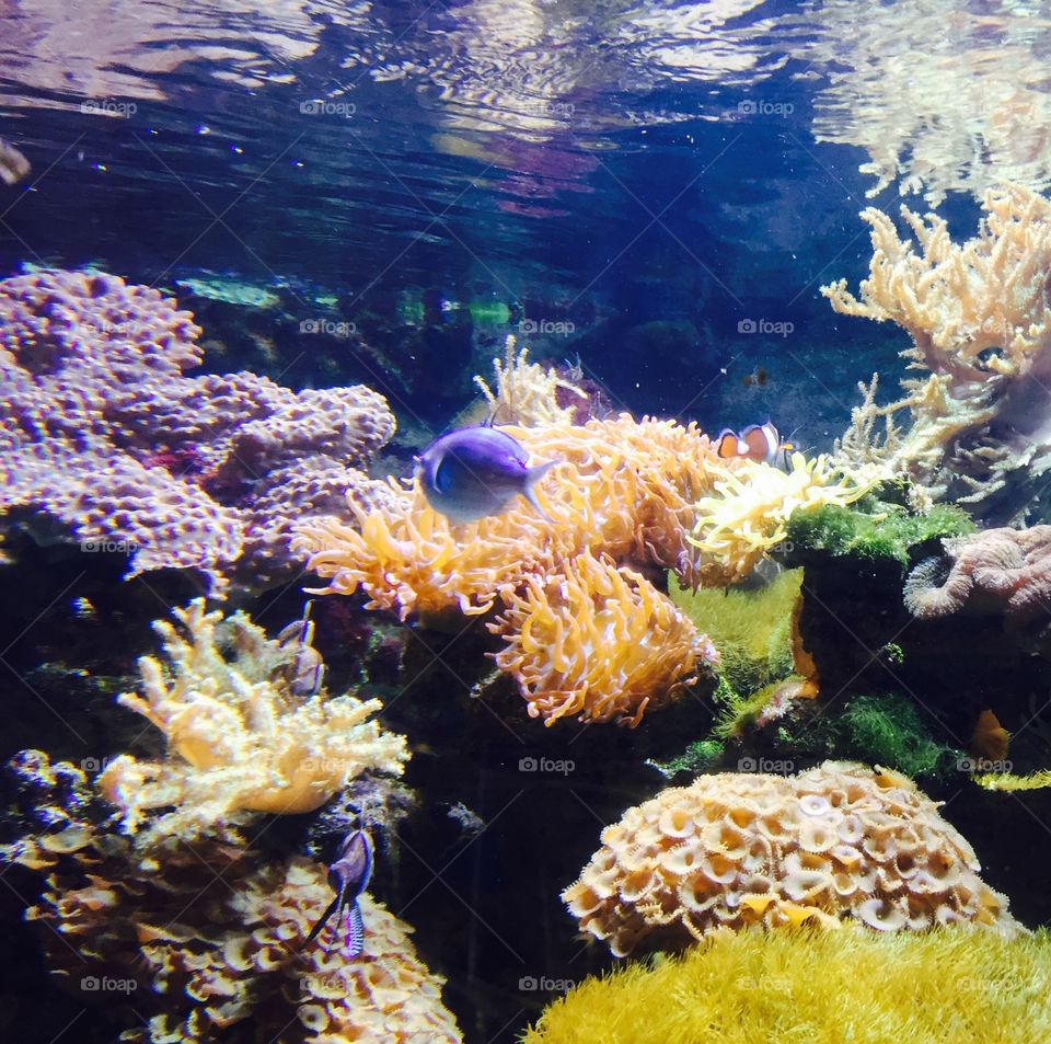 Underwater world. Colourful underwater world in a huge aquarium